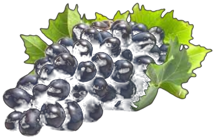 Grape
